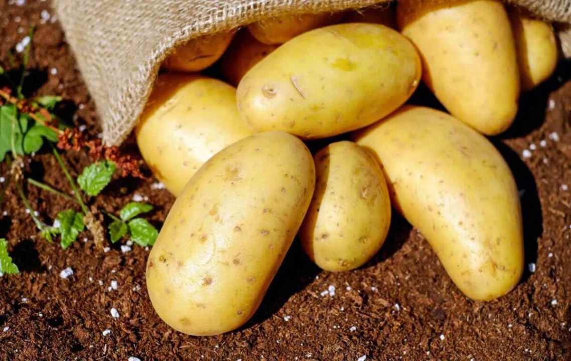 قیمت سیبزمینی وارداتی اعلام شد قیمت سیبزمینی وارداتی اعلام شد